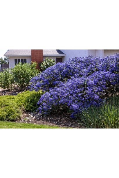 Цеанотус щитовидний Конча в ландшафті